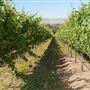 Salinas Valley