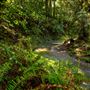Forest of Nisene Marks State Park (SP), The
