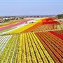 Carlsbad Flower Fields