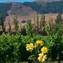 Cline Cellars