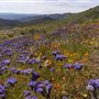 Onyx Ranch State Vehicular Recreation Area (SVRA)