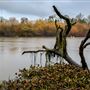 Delta Meadows Park Property