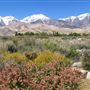 Lone Pine