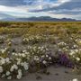 Ocotillo Wells State Vehicular Recreation Area (SVRA)