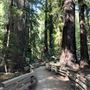 Pfeiffer Big Sur State Park (SP)
