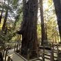 Pfeiffer Big Sur State Park (SP)