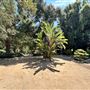 Storrier Stearns Japanese Garden
