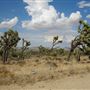 Yucca Valley