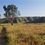 Bracaccini Ranch Property - 50 acres open field / Ranch House / Barns
