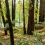 John B. Dewitt Redwoods State National Reserve (SNR)