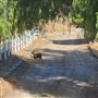 Ranch farmhouse, 4 acres