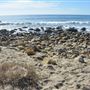 El Pescador State Beach @ Robert H. Meyer Memorial State Beach (SB) - CFC