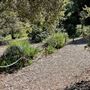 Descanso Gardens