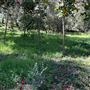 Descanso Gardens