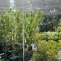 Descanso Gardens