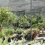 Descanso Gardens
