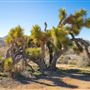 Walker Pass  - Ridgecrest Resource Area - Bureau of Land Management (BLM)