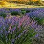 California Lavender Honey Farm
