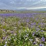 Carrizo Plain National Monument