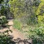 Griffith Park Redwoods - Cedar Grove