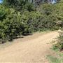 Griffith Park Redwoods - Cedar Grove