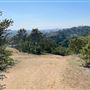 Griffith Park Redwoods - Cedar Grove