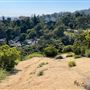 Griffith Park Redwoods - Cedar Grove