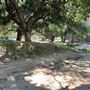 Griffith Park Redwoods - Cedar Grove