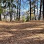 Griffith Park Redwoods - Cedar Grove
