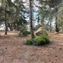 Griffith Park Redwoods - Cedar Grove