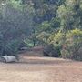 Griffith Park Redwoods - Cedar Grove
