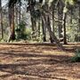 Griffith Park Redwoods - Cedar Grove