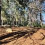 Griffith Park Redwoods - Cedar Grove