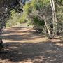 Griffith Park Redwoods - Cedar Grove