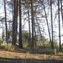 Griffith Park Redwoods - Cedar Grove