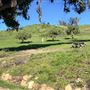 Will Rogers State Historic Park (SHP) & Polo Field