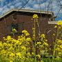 Olivet Grange Vineyard