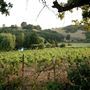 Mt. Vernon Winery