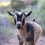 RAINE Ranch
