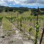 Santa Margarita Ranch