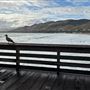 Pismo Beach Pier
