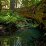 Montgomery Woods State Natural Reserve (SNR)