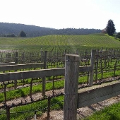 Goldeneye Winery, Vineyard & Landscaped Garderns
