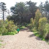 Griffith Park Redwoods - Cedar Grove