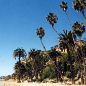 White Point / Royal Palms County Beach