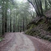 Kruse Rhododendron State National Reserve (SNR)