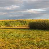 Yolo Bypass Wildlife Area