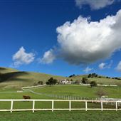 Willow + Wolf Ranch