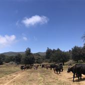 Garbani Ranch