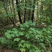 Reynolds Wayside Campground State Park (SP)
